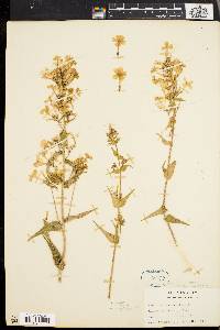 Phlox maculata image