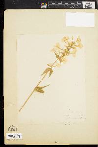 Phlox maculata image