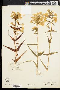 Phlox maculata image