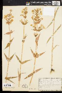 Phlox maculata image