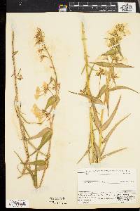 Phlox maculata image