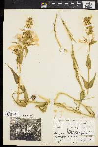 Phlox maculata image