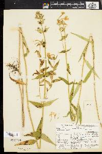 Phlox maculata image