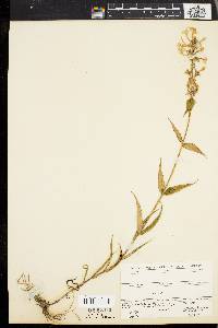 Phlox maculata image