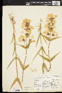 Phlox maculata image