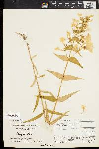 Phlox maculata image