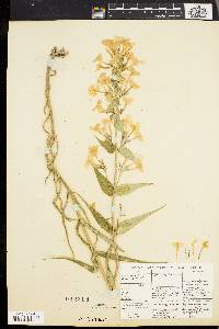 Phlox maculata image