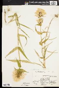 Phlox maculata image