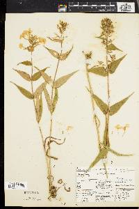 Phlox maculata image