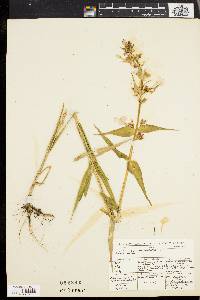 Phlox maculata image