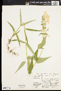 Phlox maculata image