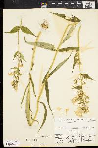 Phlox maculata image