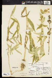 Phlox maculata image