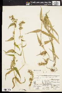 Phlox maculata image