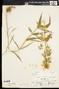 Phlox maculata image