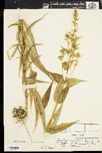 Phlox maculata image