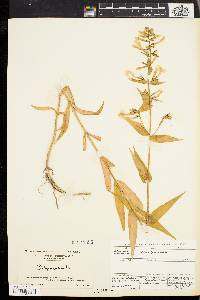 Phlox maculata image