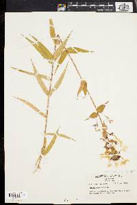 Phlox maculata image