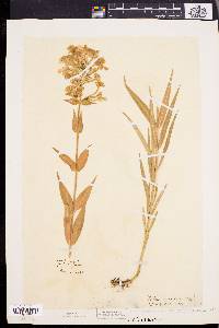 Phlox maculata image