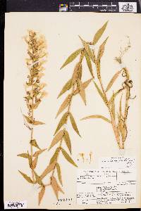 Phlox maculata image