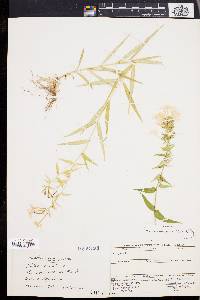 Phlox maculata image