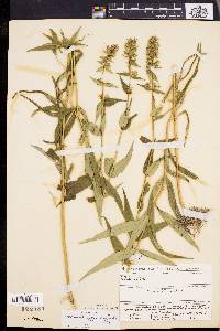 Phlox maculata image