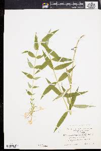 Phlox maculata image