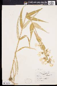 Phlox maculata var. odorata image