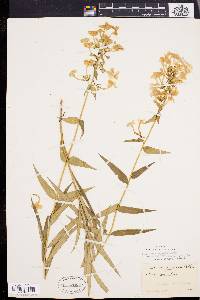 Phlox maculata image