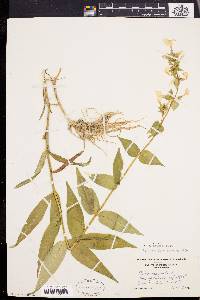 Phlox maculata var. odorata image