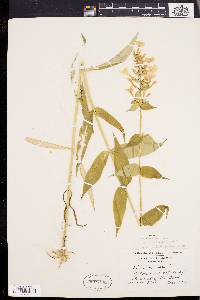 Phlox maculata image