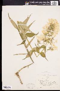 Phlox maculata var. odorata image