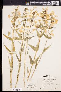 Phlox maculata image