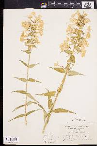 Phlox maculata image