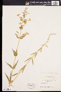 Phlox maculata var. odorata image