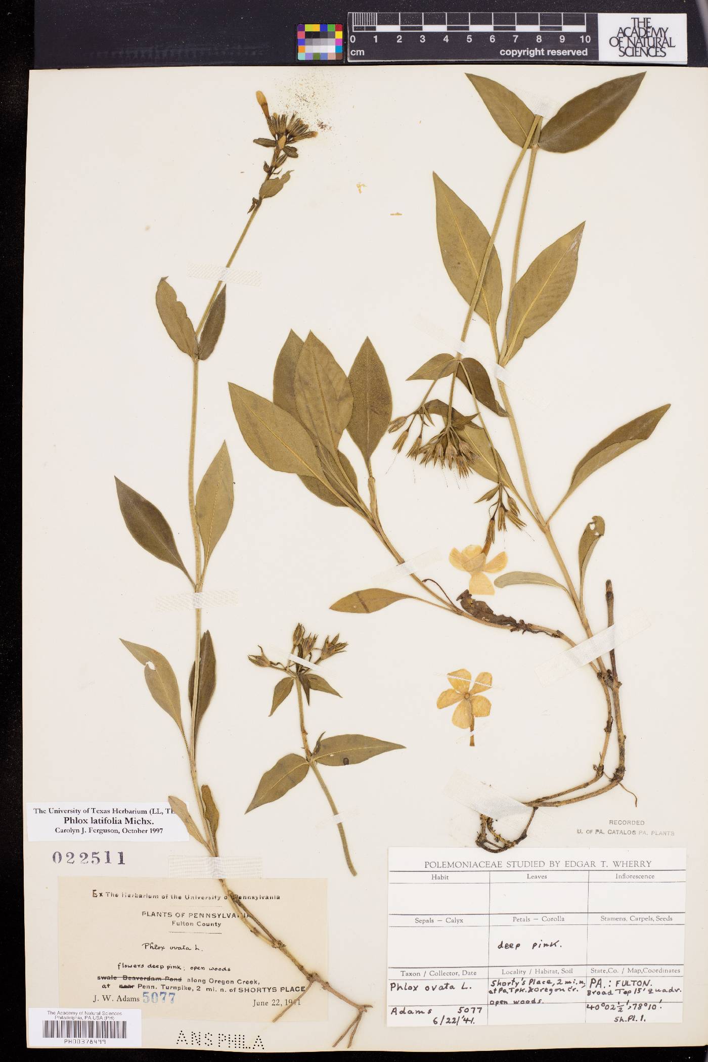 Phlox latifolia image