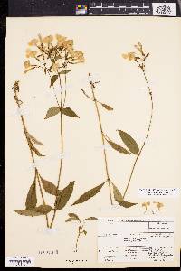 Phlox latifolia image