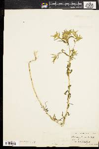 Collomia linearis image