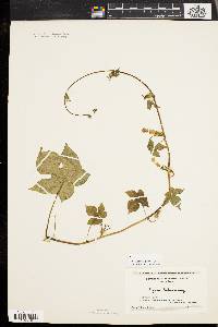 Ipomoea hederacea image