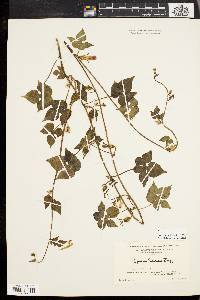 Ipomoea hederacea image