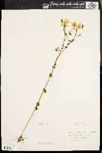 Sabatia angularis image