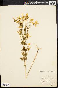 Sabatia angularis image