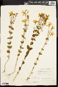 Sabatia angularis image