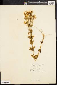 Sabatia angularis image