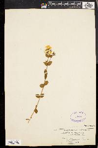 Sabatia angularis image