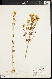Sabatia angularis image