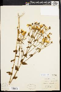 Sabatia angularis image