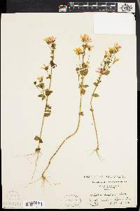 Sabatia angularis image