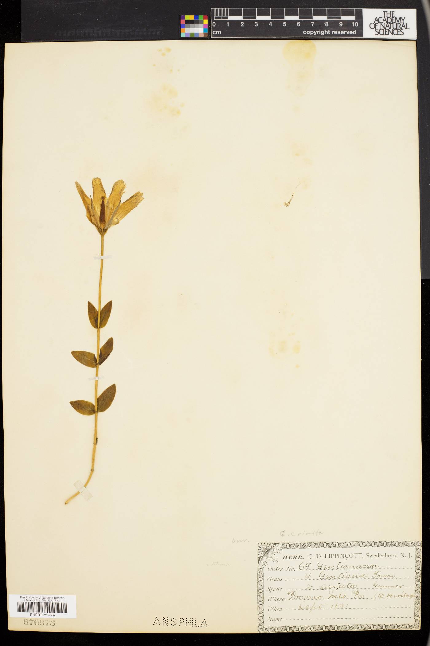 Gentiana crinita image