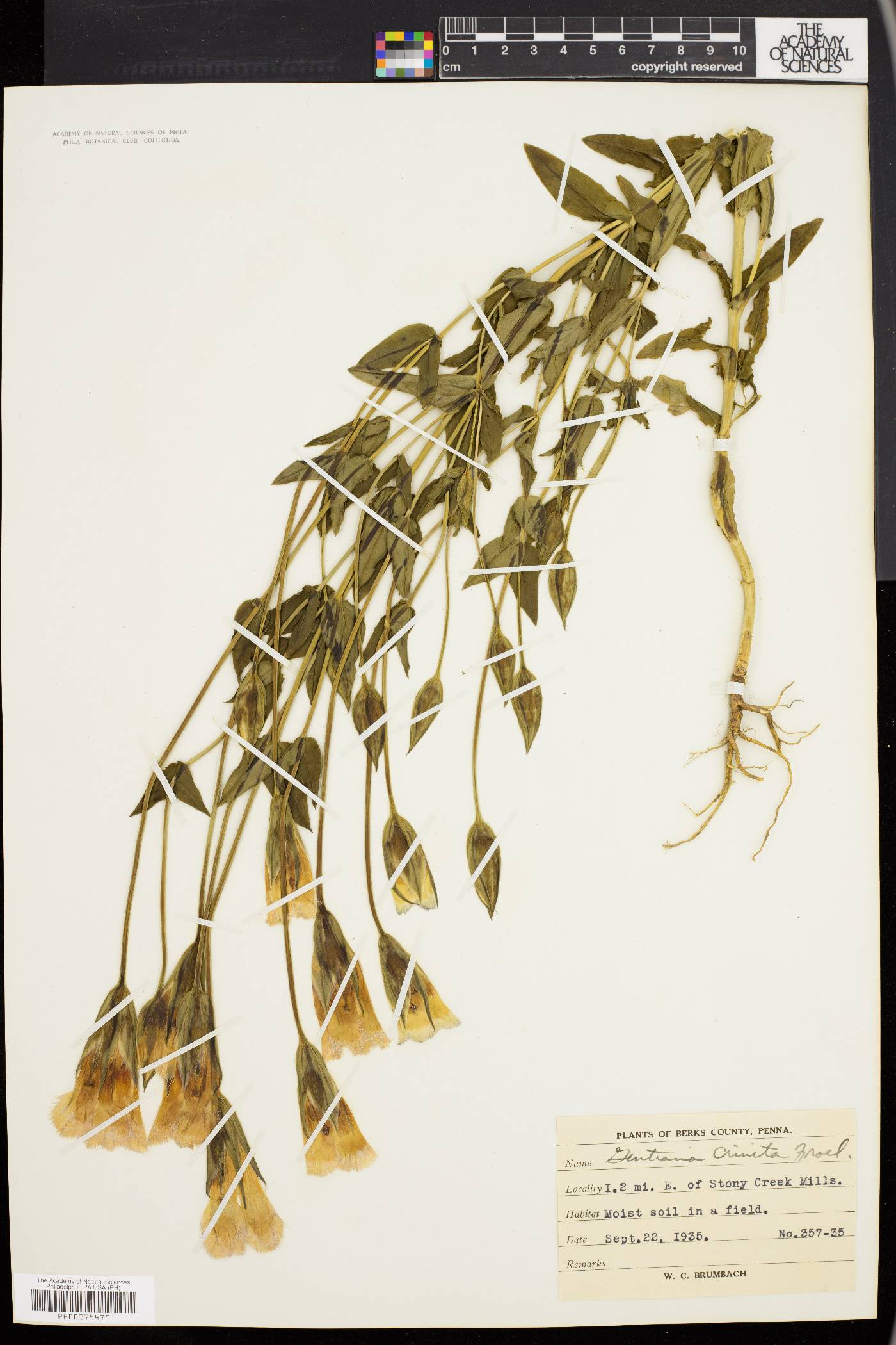Gentiana crinita image